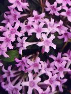 False Lilac, Leptodermis oblonga